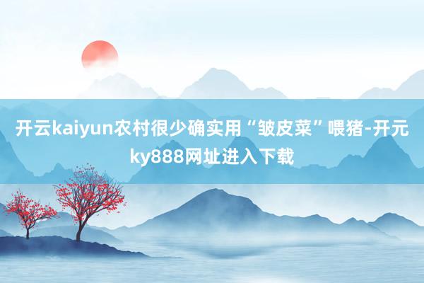 开云kaiyun农村很少确实用“皱皮菜”喂猪-开元ky888网址进入下载